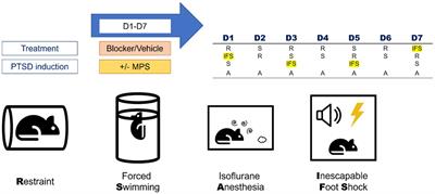 Hypocretin role in posttraumatic stress disorder-like behaviors induced by a novel stress protocol in mice